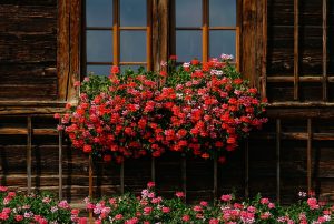 Best Flowers for Your Balcony or Home Garden