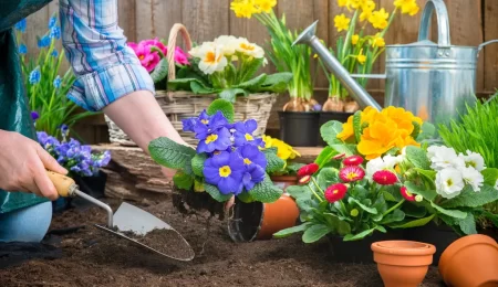 Creating Your Home Garden