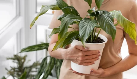 Transform Your Home With These Fantastic Indoor Plants