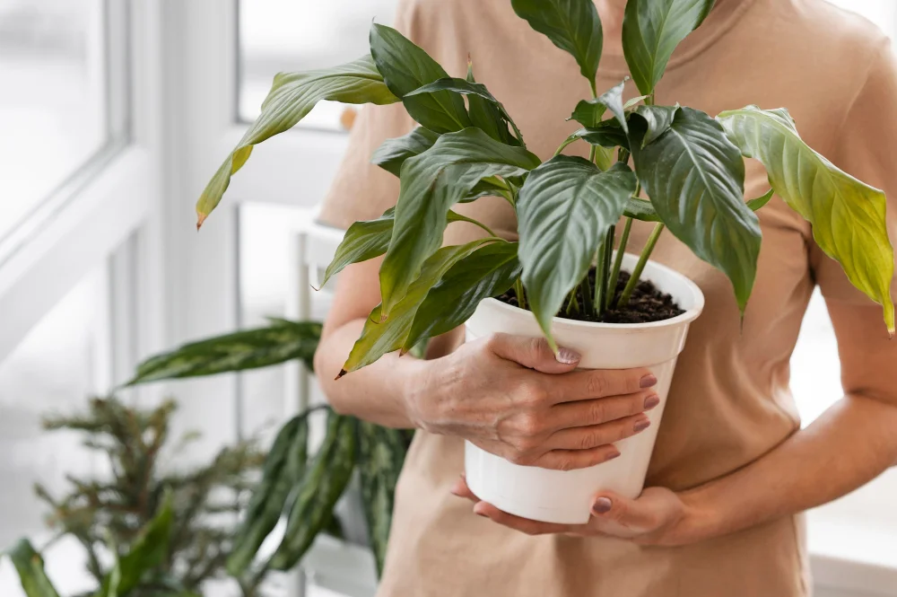 Transform Your Home With These Fantastic Indoor Plants