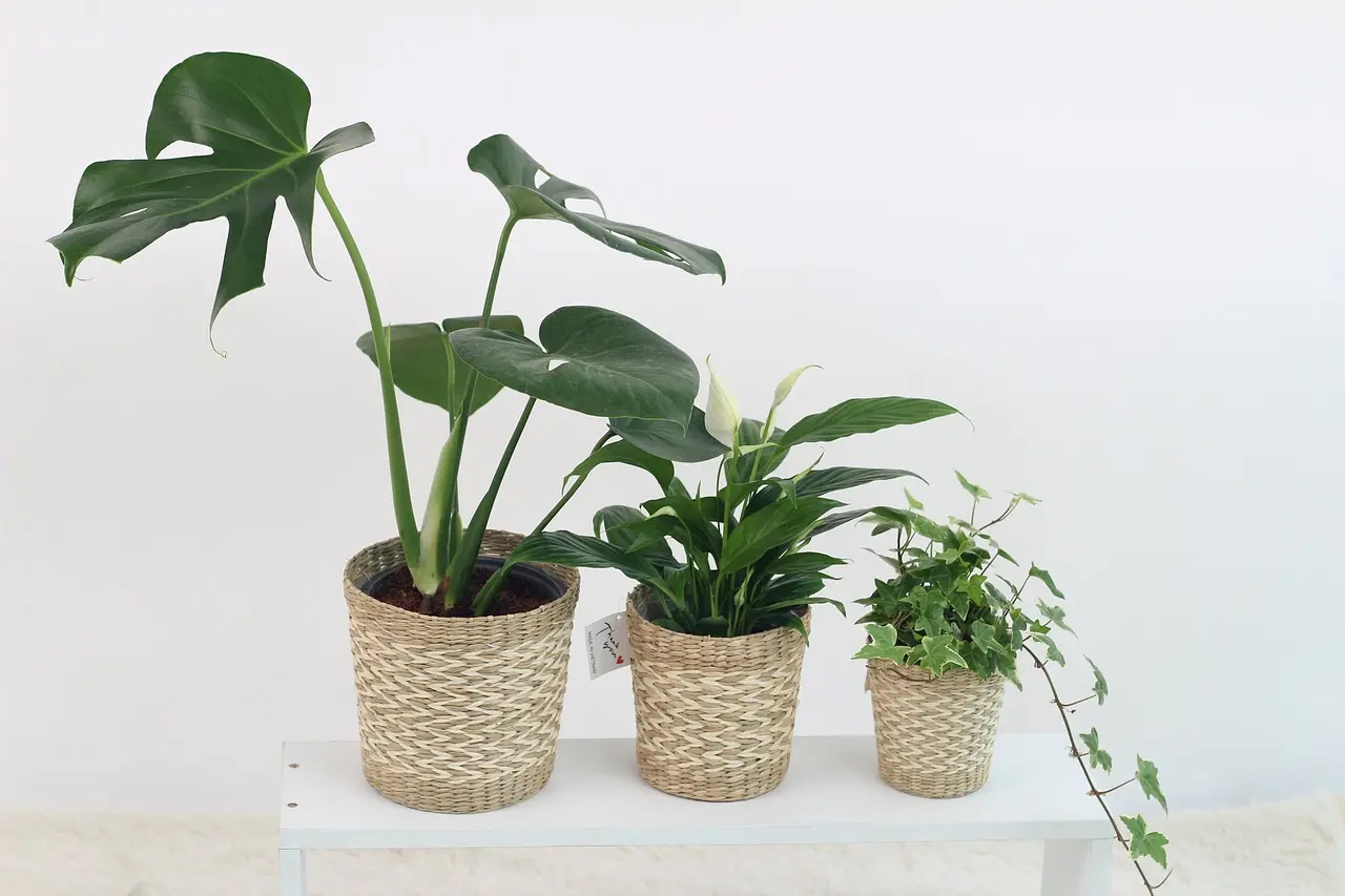 Starting a Mini Houseplant Business