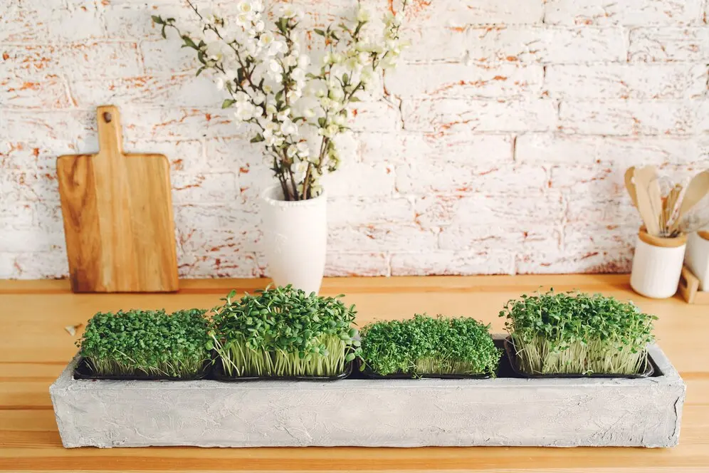 Healthy Kitchen Plants—That Boost Your Well-Being