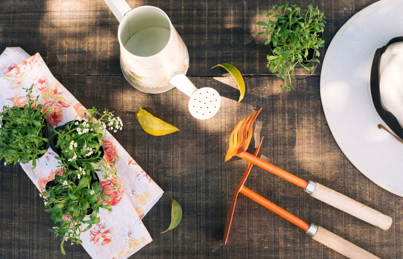 Best Plants for Your Kitchen